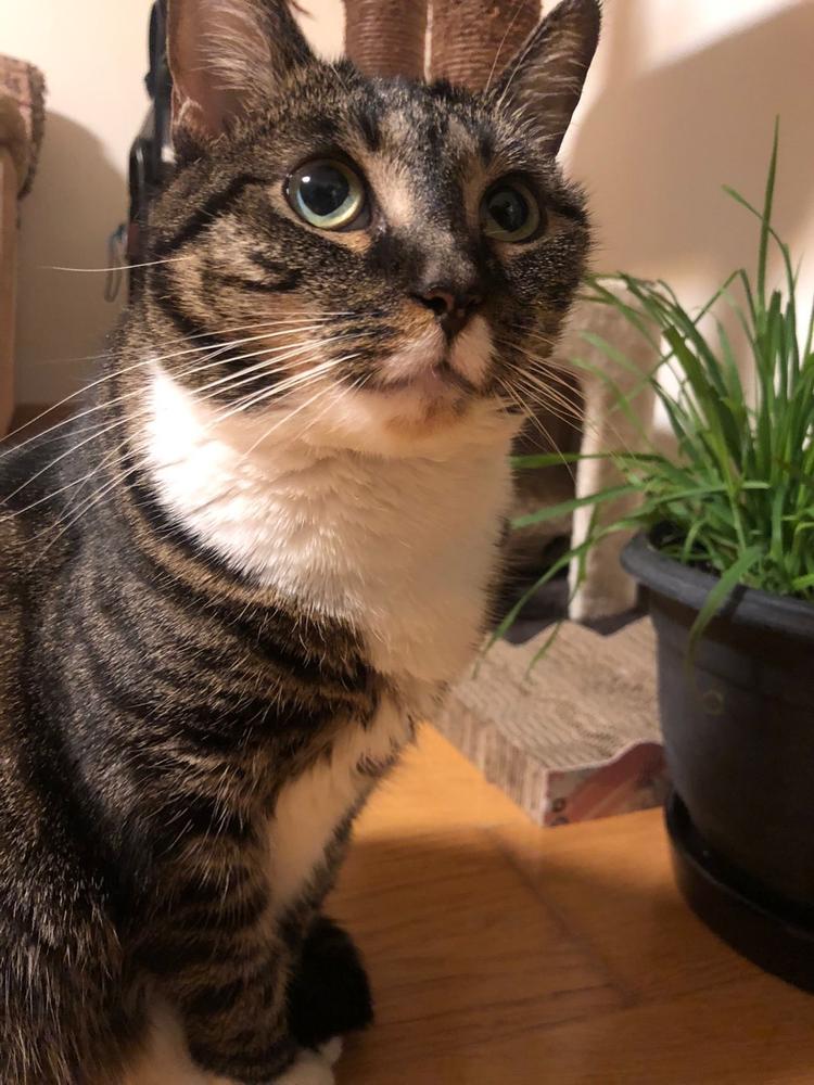 Cat grass - Customer Photo From Kathrin Kohl
