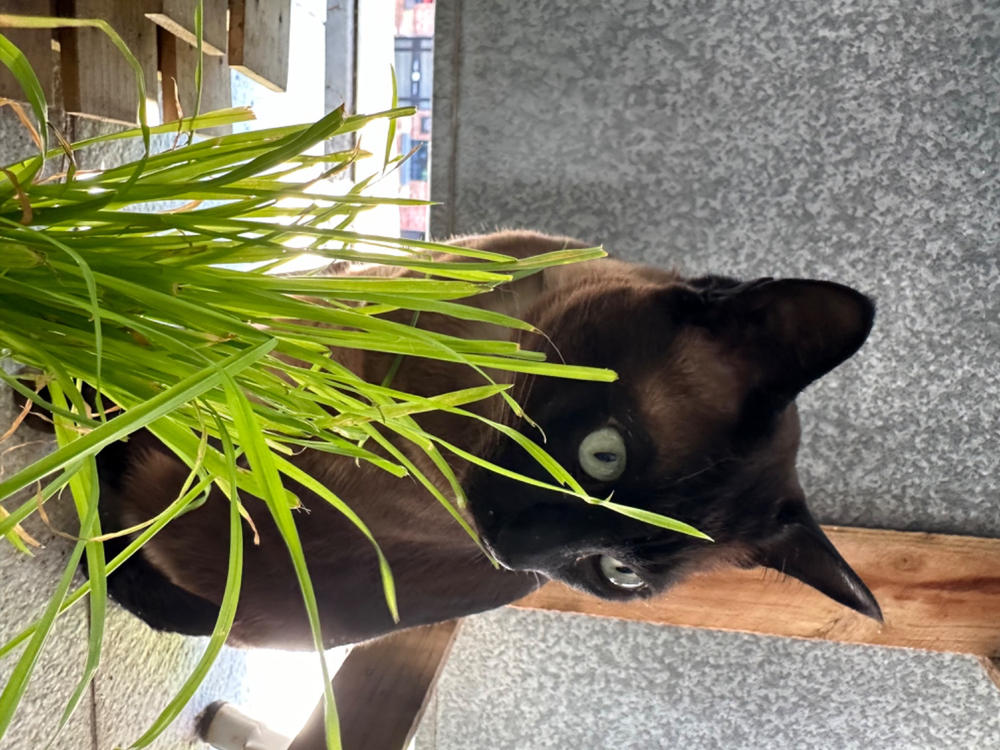Cat grass - Customer Photo From Philippa Henderson