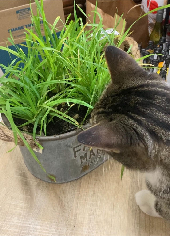 Cat grass - Customer Photo From Angie Cleone