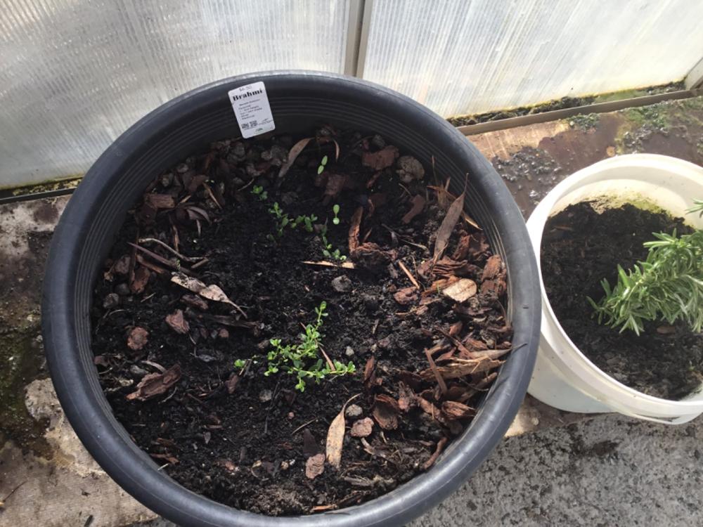 Brahmi - Customer Photo From Gwen Boutle