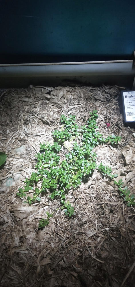 Brahmi - Customer Photo From Graham Wallman
