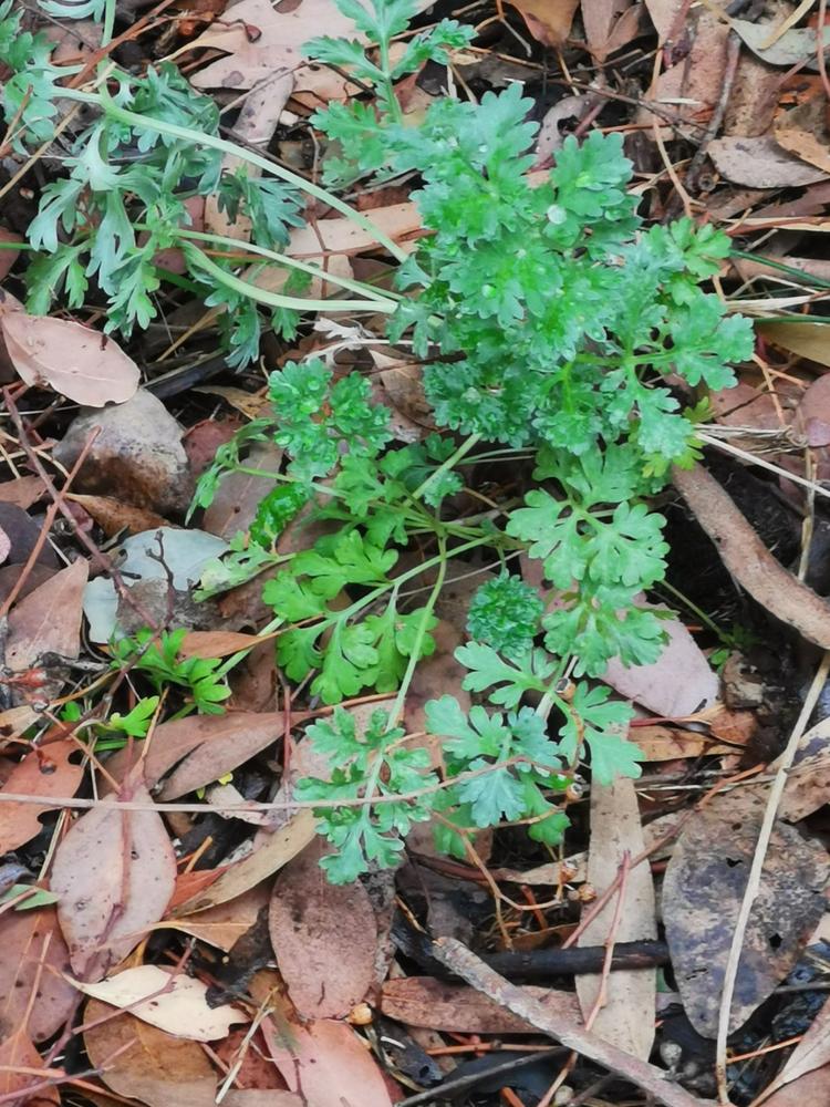 Organic Wormwood  Artemisia absinthium Plant - Mudbrick Herb Cottage