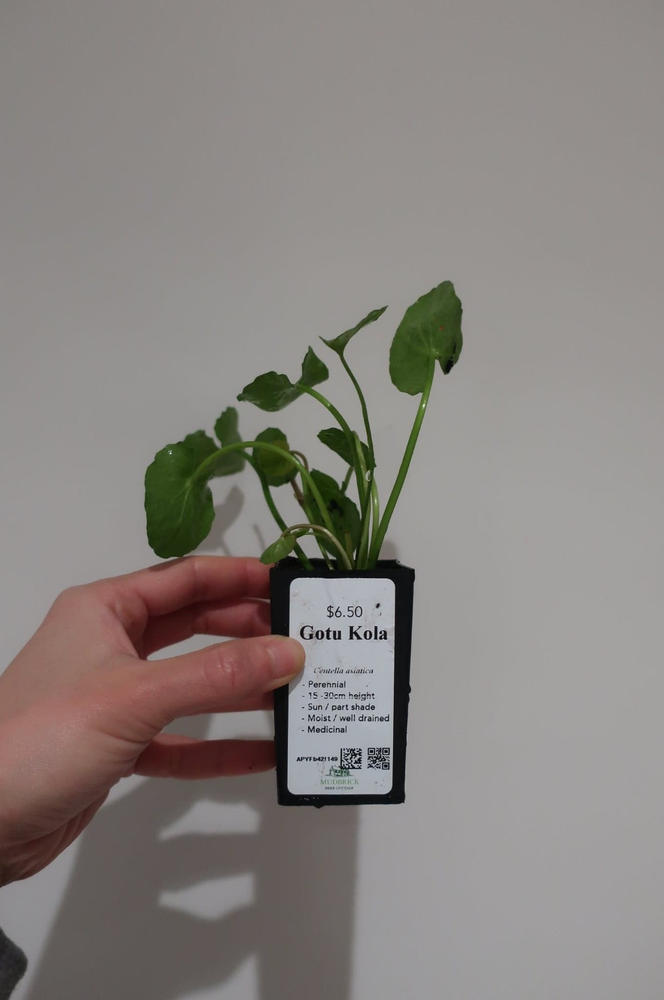 Gotu Kola - Customer Photo From Xuan Peng
