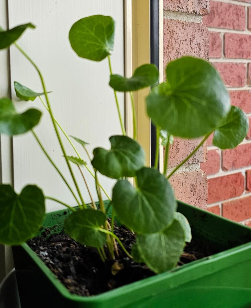 Gotu Kola - Customer Photo From Kerry Bickerton