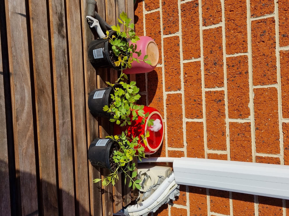 Lovage - Customer Photo From Kosanka Maricic