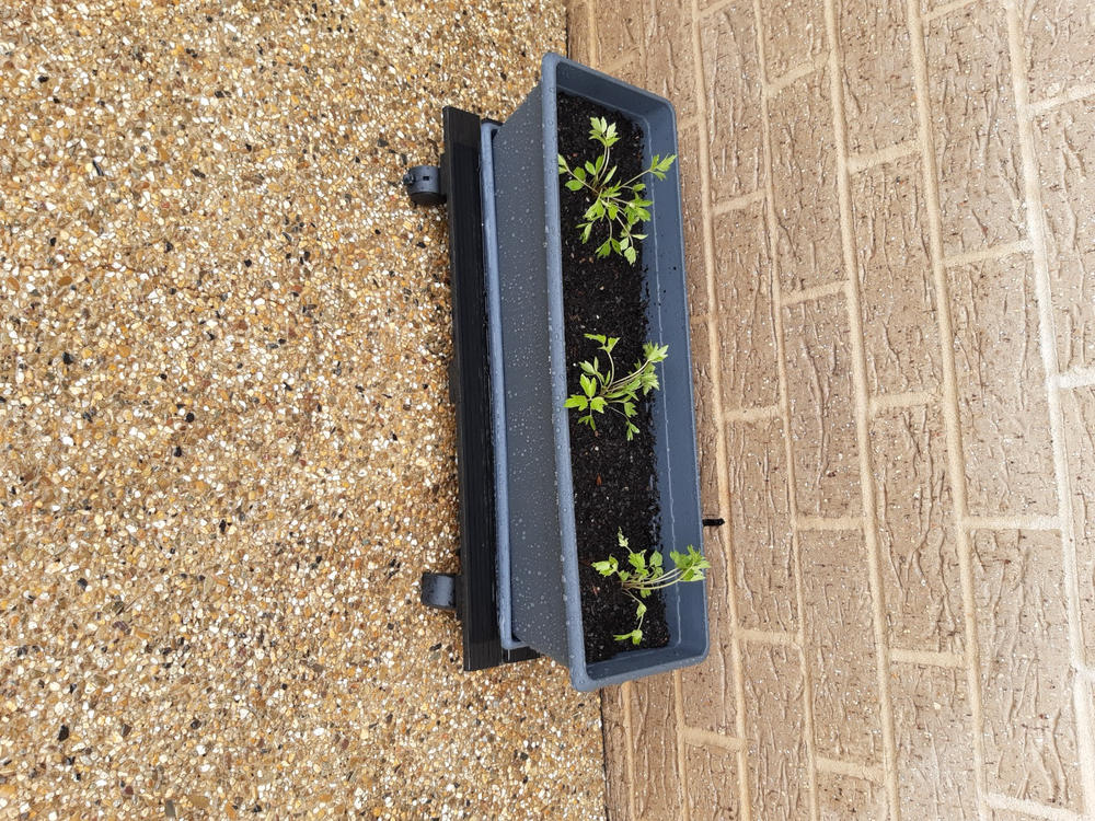Lovage - Customer Photo From Elaine Jager
