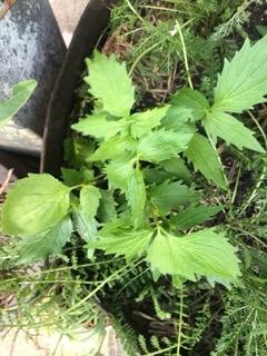 Valerian - Customer Photo From C MILLER