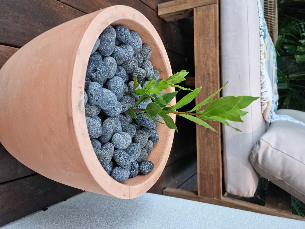 Bay Tree - Customer Photo From Anonymous
