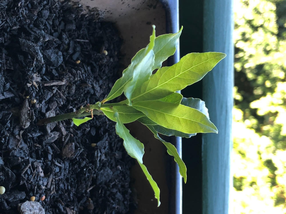 Bay Tree - Customer Photo From Judith Connor 