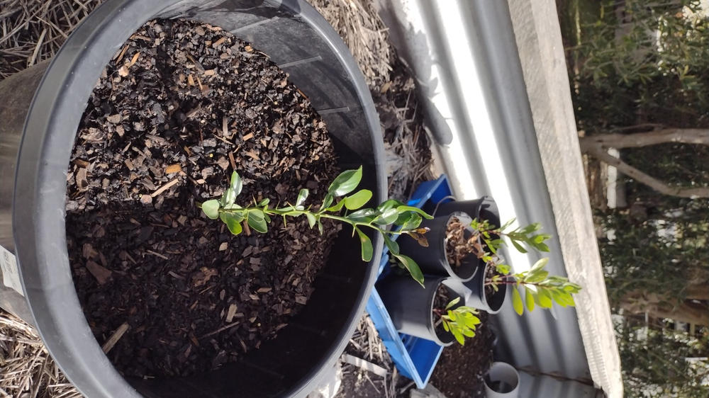 Makrut Lime (Kaffir Lime) - Customer Photo From Anonymous