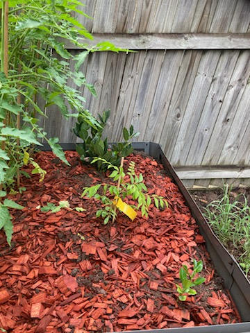 Makrut Lime (Kaffir Lime) - Customer Photo From Kingsley Palmer