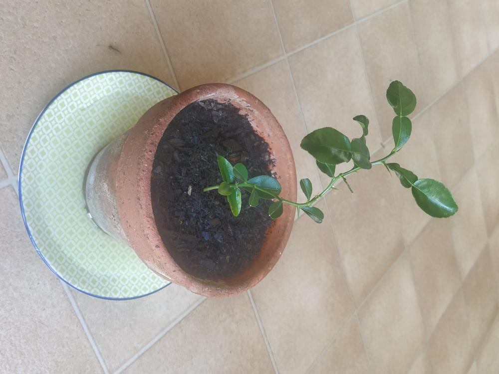Makrut Lime (Kaffir Lime) - Customer Photo From Benjamin Craven