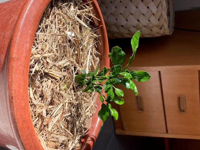 Makrut Lime (Kaffir Lime) - Customer Photo From Yvonne Harrington