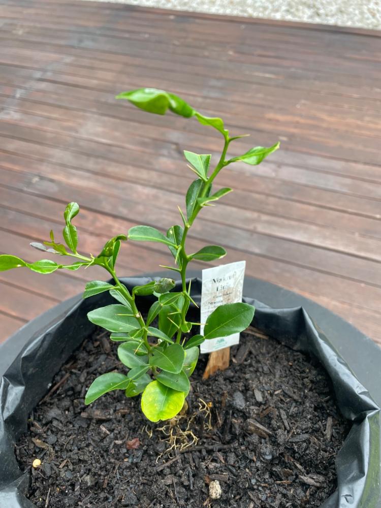 Makrut Lime (Kaffir Lime) - Customer Photo From Yohannes Yahya