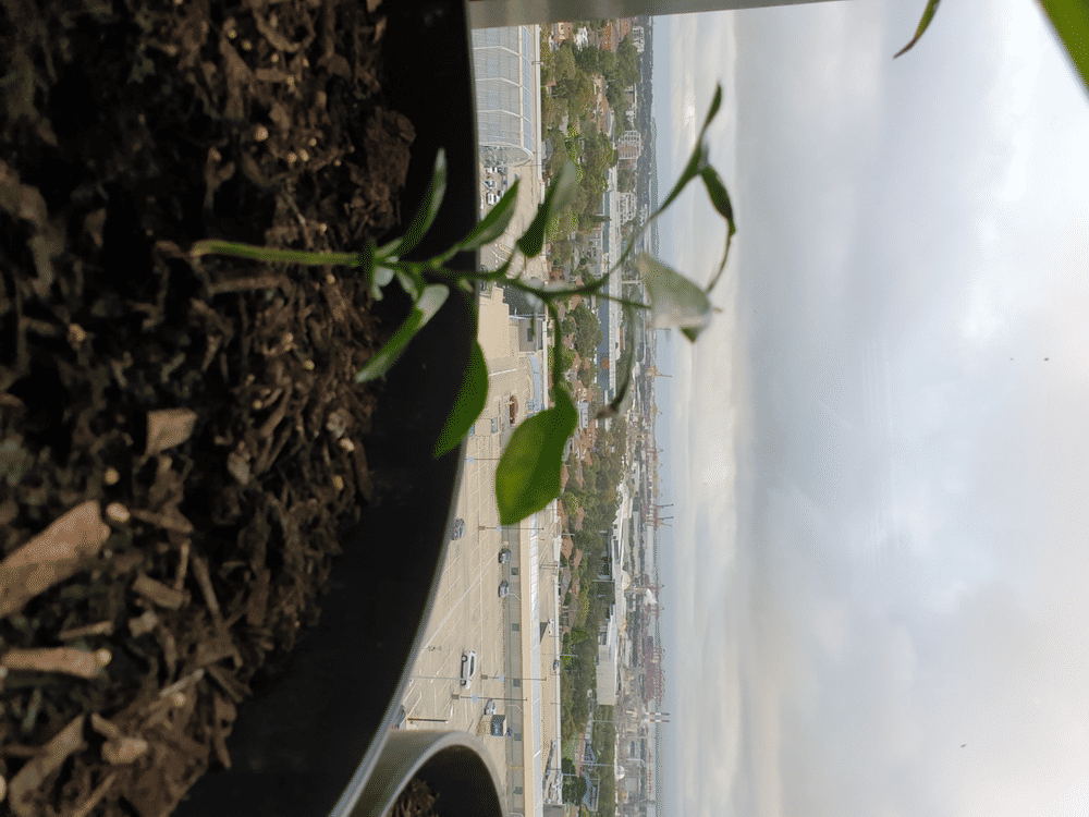 Makrut Lime (Kaffir Lime) - Customer Photo From Warwick Kuhne
