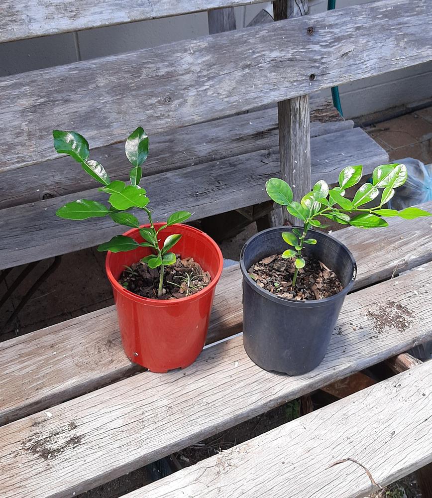 Makrut Lime (Kaffir Lime) - Customer Photo From Wai Ming Archer