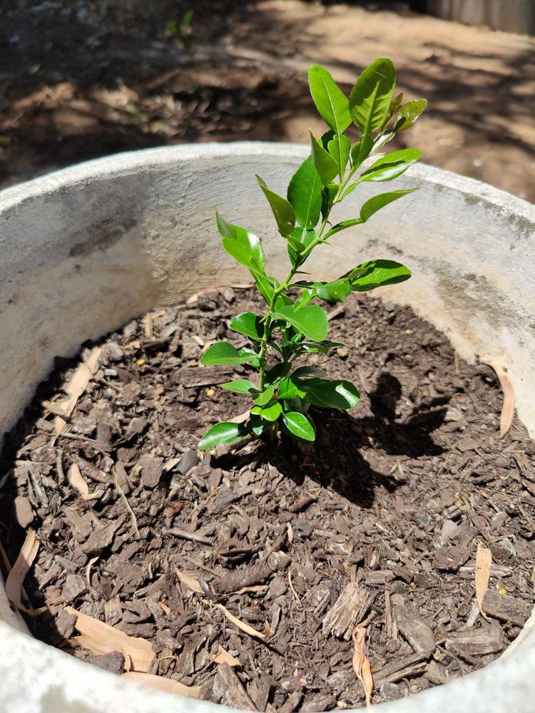 Makrut Lime (Kaffir Lime) - Customer Photo From Anonymous