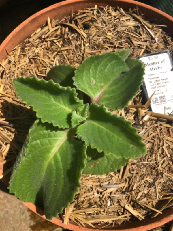Mother of Herbs - Customer Photo From Danielle Pearsall