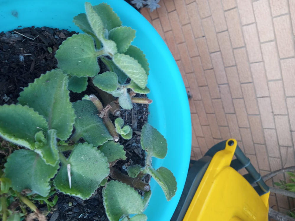 Mother of Herbs - Customer Photo From Andrew Fell