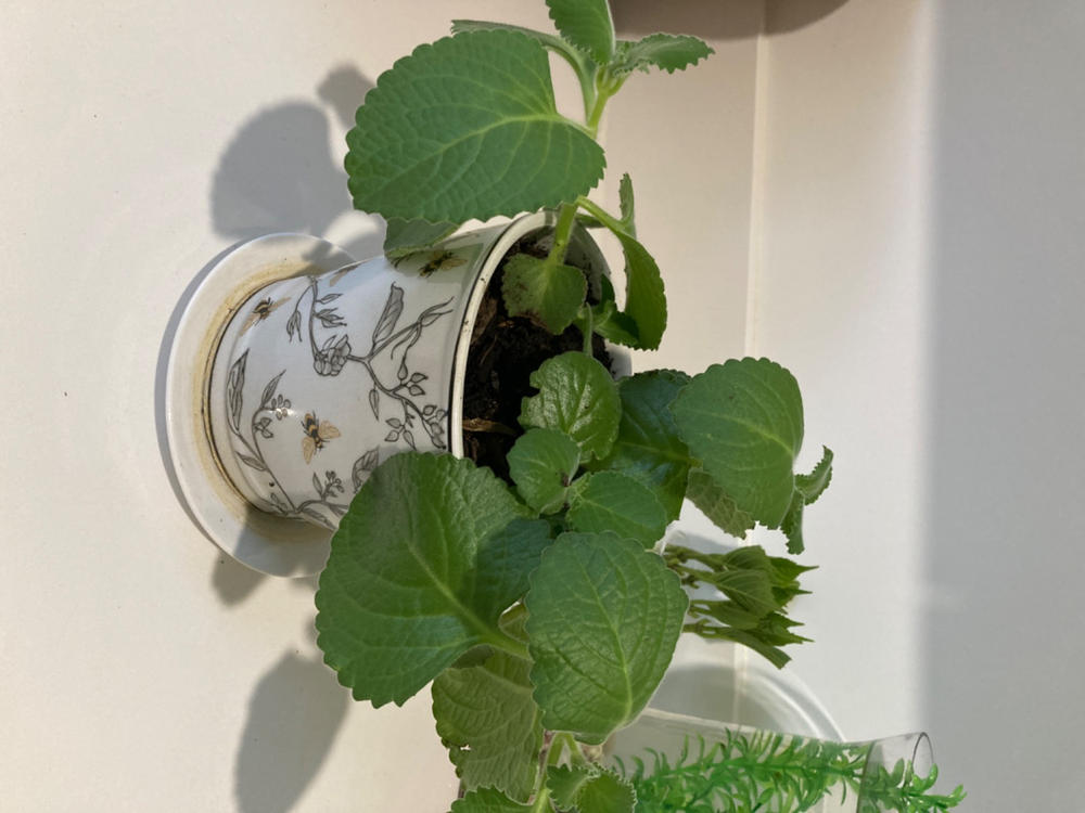 Mother of Herbs - Customer Photo From Kylie Wood