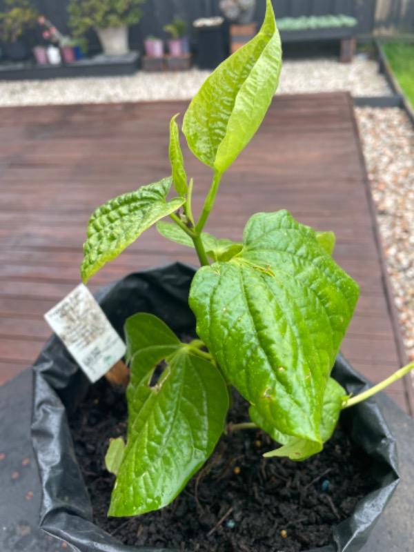 Vegetable Pepper / Betel Leaf - Customer Photo From Yohannes Yahya