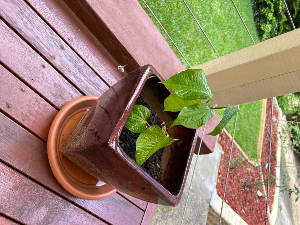 Vegetable Pepper / Betel Leaf - Customer Photo From Anonymous