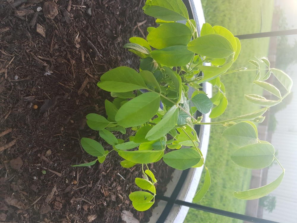 Blue Butterfly Pea - Customer Photo From Anonymous