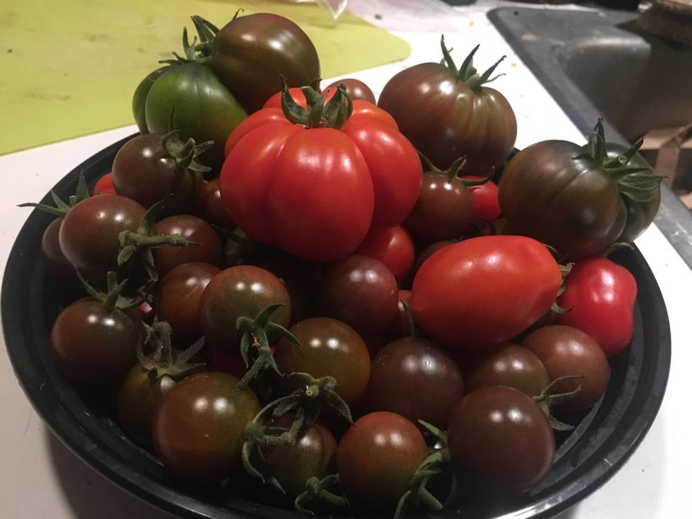 Tomato Slicer - Customer Photo From Michele Salmon