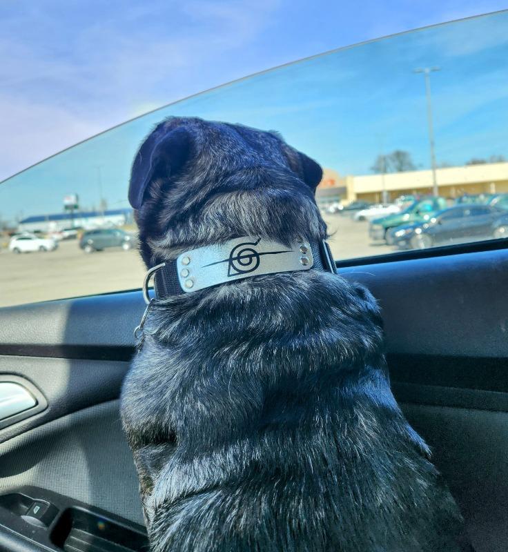 Rogue Ninja Collar - Customer Photo From Mandy McCool