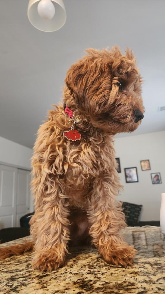 Rogue Ninja Collar - Customer Photo From Rodolfo Rosa