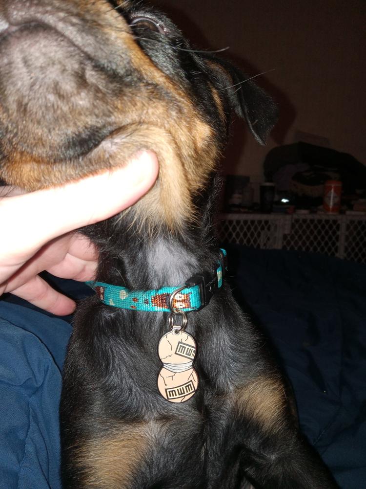 How to Put a Dog Tag on a Collar
