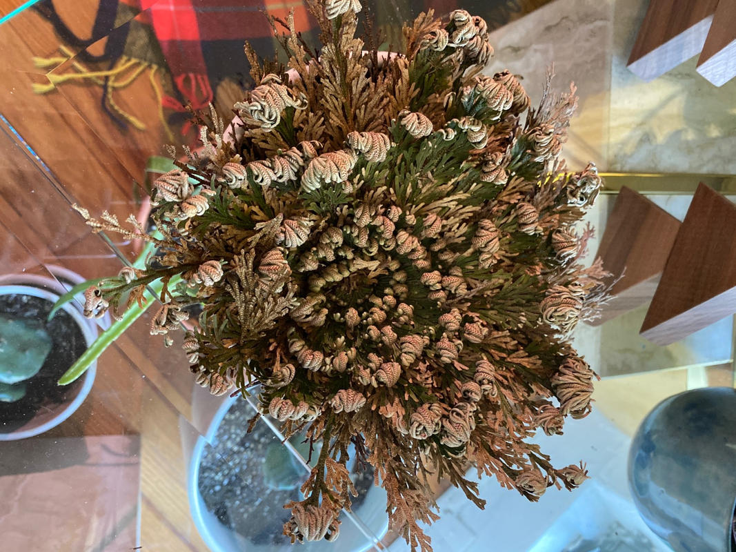 Resurrection Plant - Rose of Jericho - Pistils Nursery