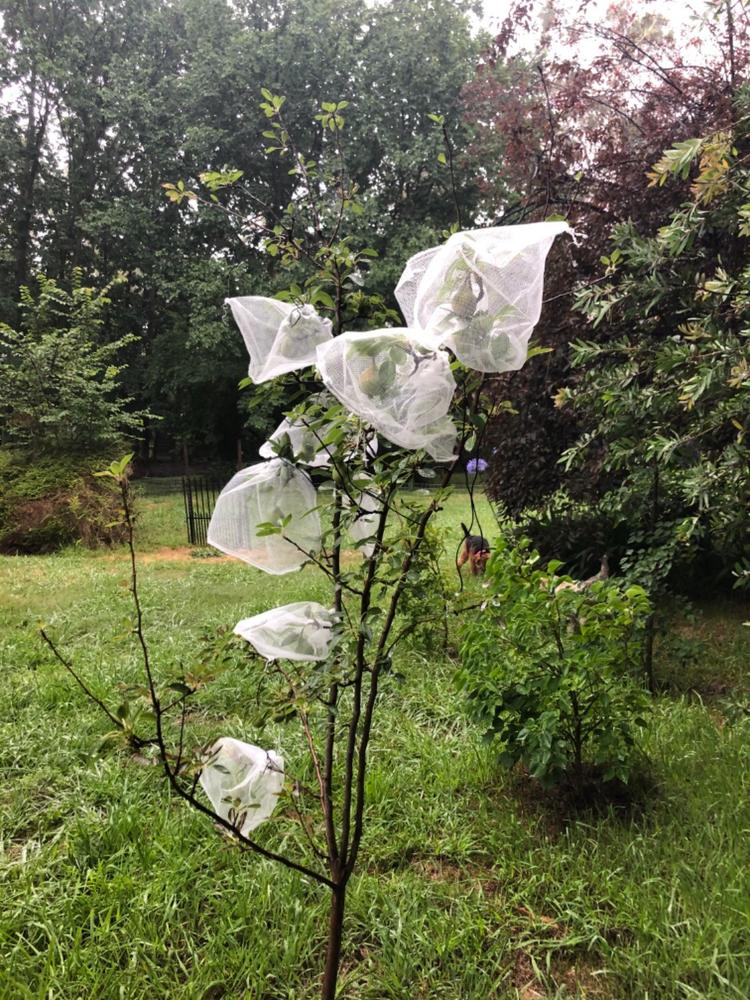 Fruit Protection Bags (Pack OF 10) — Aussie Gardener