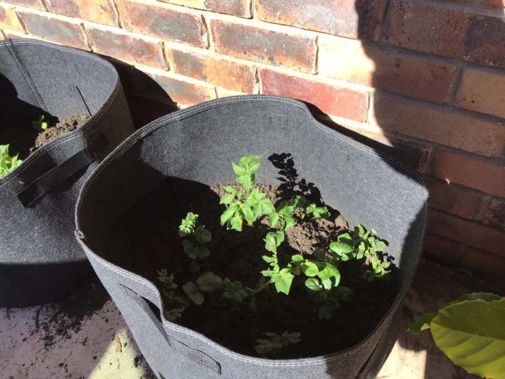 Potato Grow Bags - Reusable Heavy-Duty Grow Bags for Potatoes — Aussie  Gardener