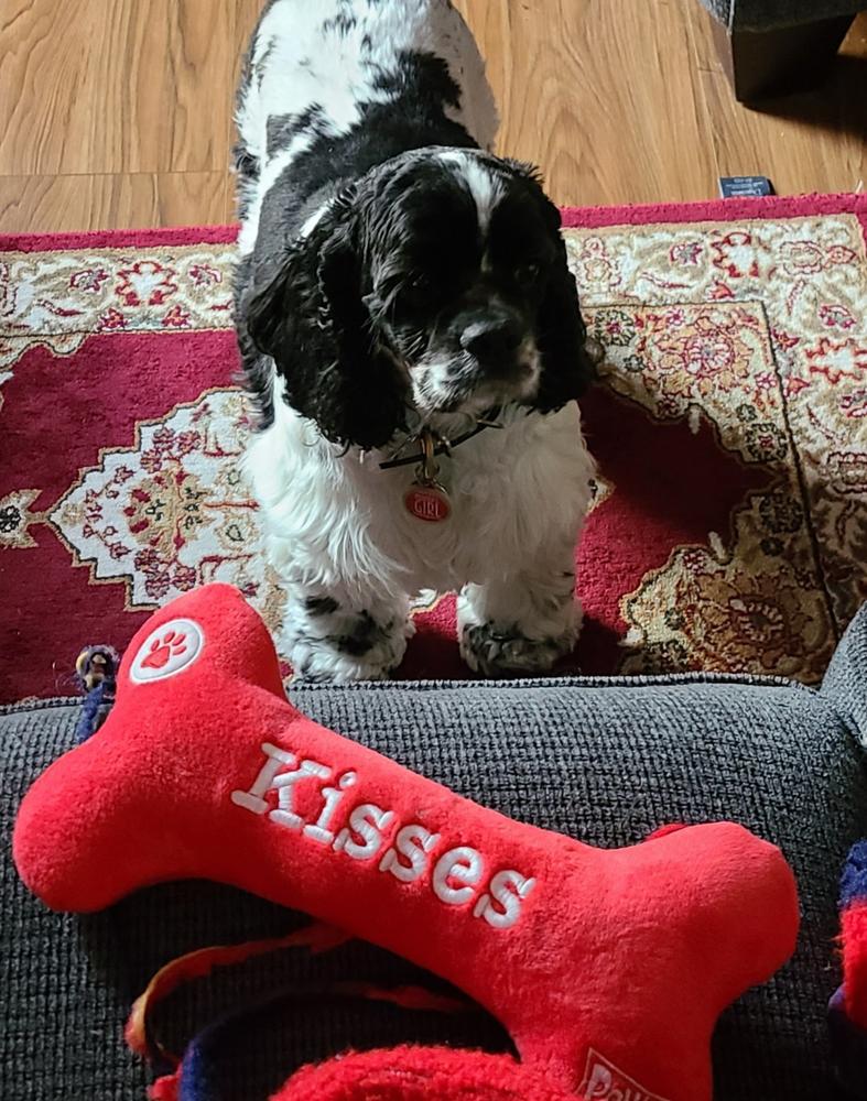 LOVE Pet Collar - Red - Customer Photo From Cat Willison