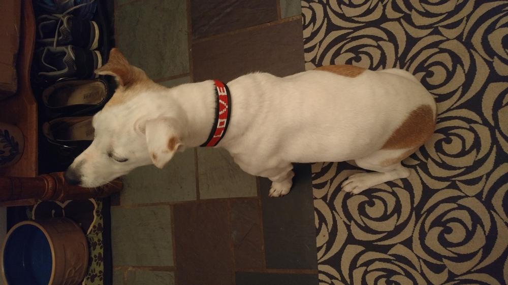 LOVE Pet Collar - Red - Customer Photo From Lisa S.