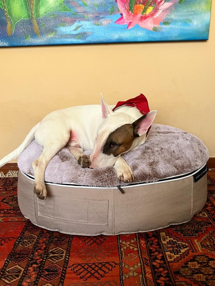 Cama Mediana de Lujo para Perro (Cappuccino) - Customer Photo From Anonymous