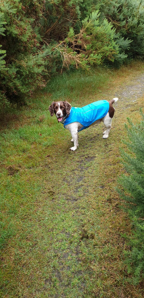 individually hand tailored for a perfect fit pet dog rainproof raincoat custom made -made to measure other colors are possible