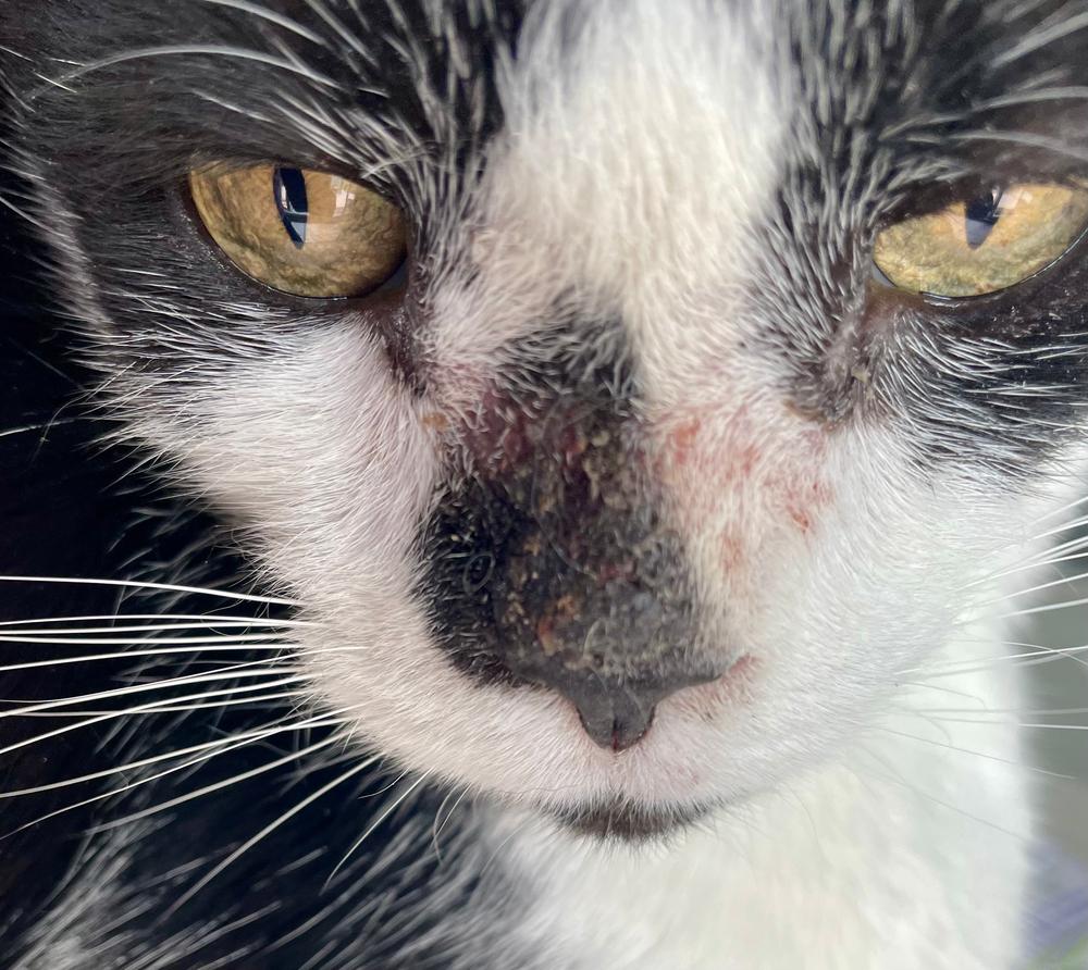 Cat \u0026 Dog Abces Healing Kit | Natuurlijke wondverzorging door NHV, image size:1000x892