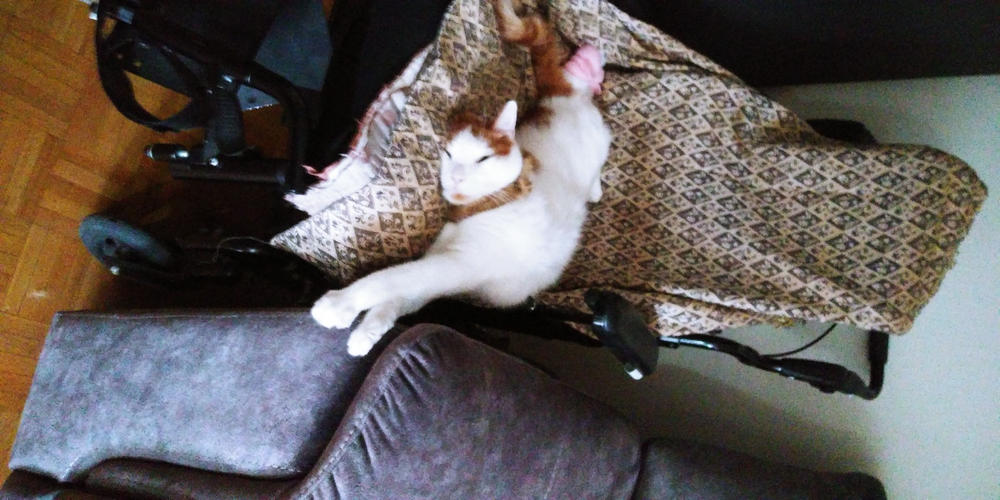 Alge-Ex for cats - Customer Photo From Emma Gomez