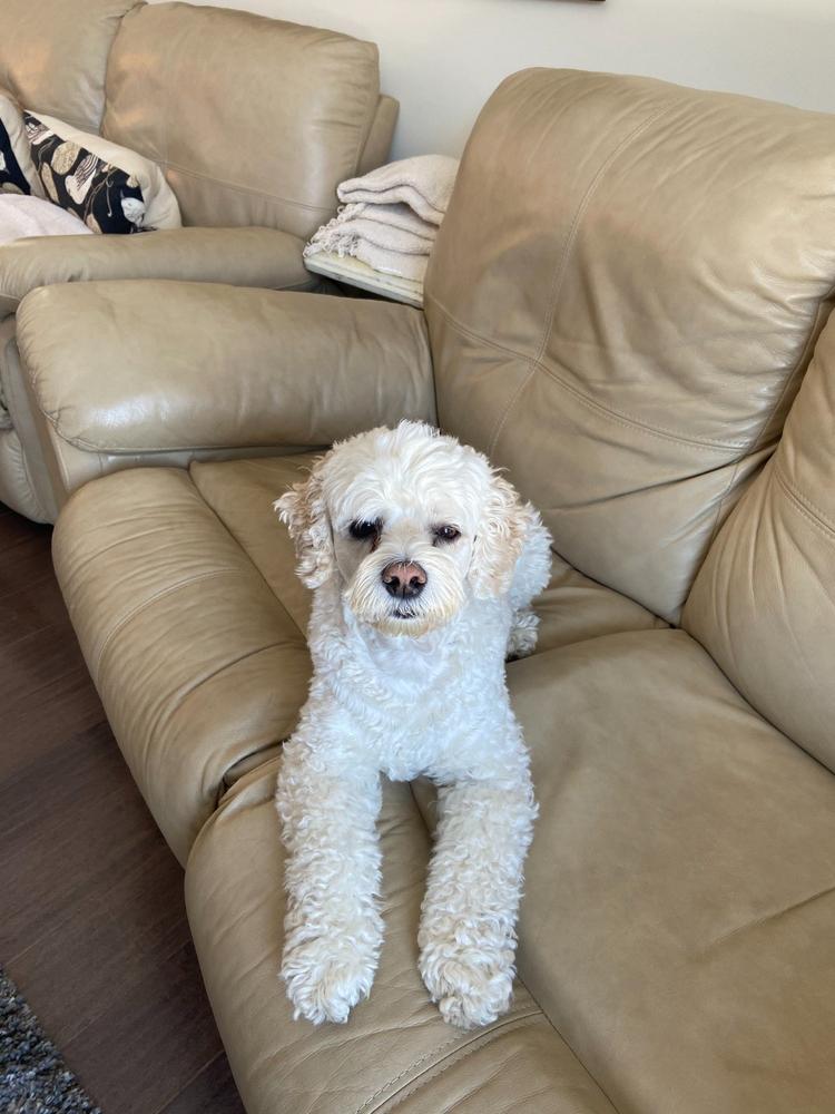 Alge-Ex for dogs - Customer Photo From Christiane Allen Levesque