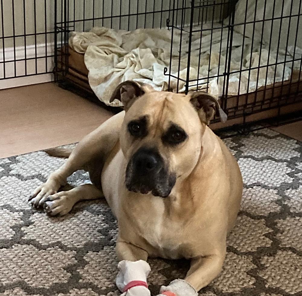 Alge-Ex for dogs - Customer Photo From Pamela W