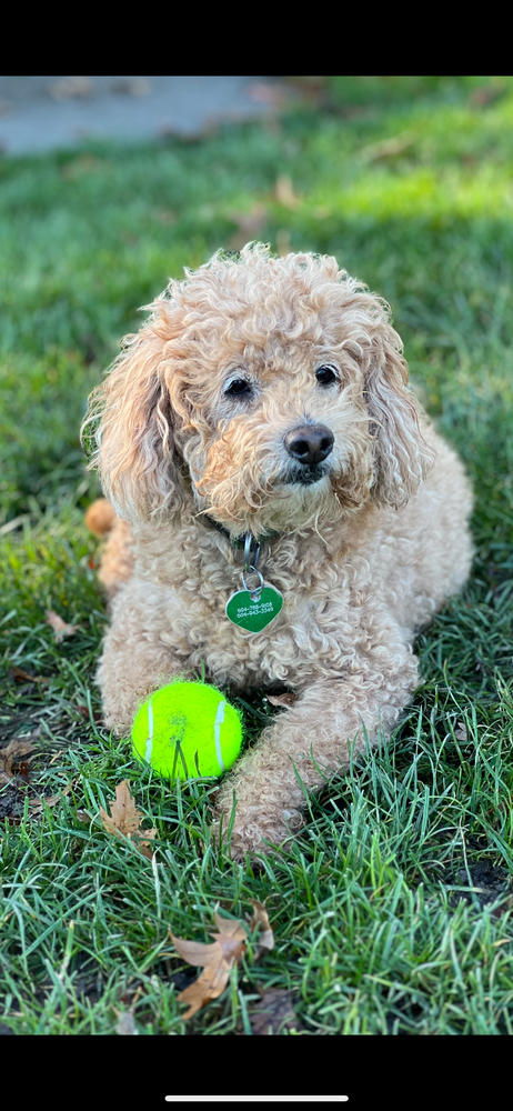 Cushings Disease Super Support and Nutritional Balance Kit - Customer Photo From Bruce Cote