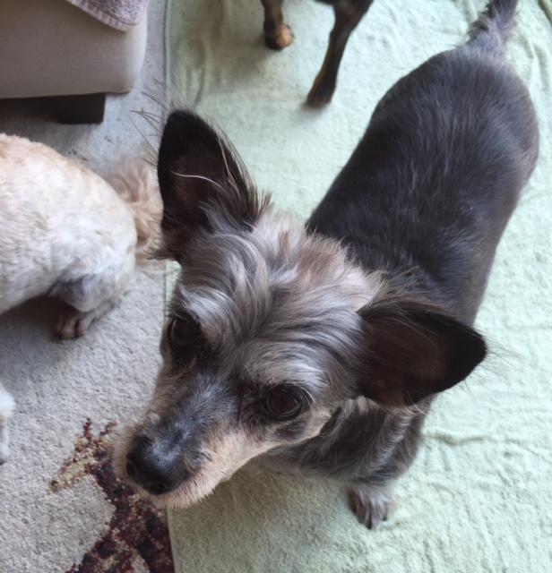Cushings Disease Super Support and Nutritional Balance Kit - Customer Photo From checkley, elaine