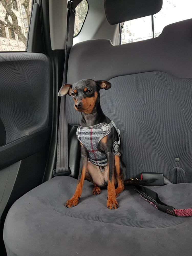 Echo Gold for dogs - Customer Photo From Joanne Thorburn