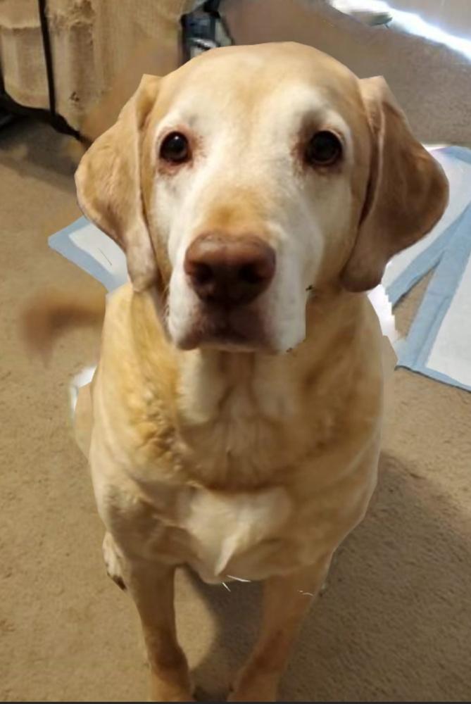 Echo Gold for dogs - Customer Photo From Shawna Barroga
