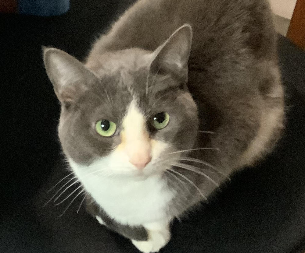 Ey Eas for cats - Customer Photo From Monique Chapdelaine
