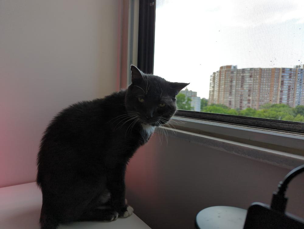 Ey Eas for cats - Customer Photo From Randy Singh