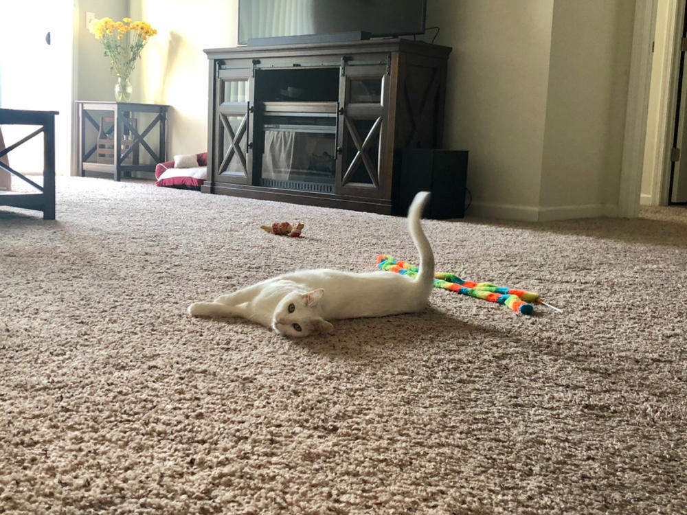Hearty-Heart for cats - Customer Photo From Deanna Bradley