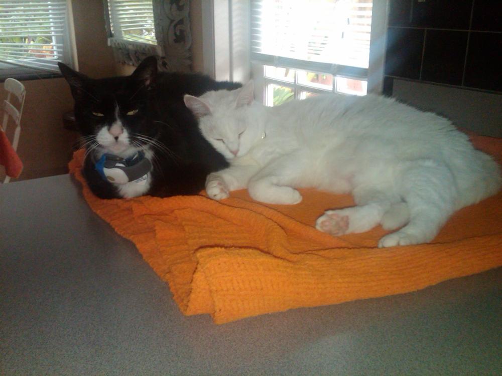 Hearty-Heart for cats - Customer Photo From Robert Krescanko